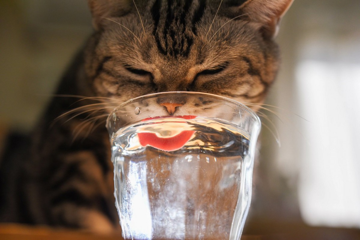 猫が飲んでもOKな『飲み物』3選！水以外を飲むメリットはあるの？
