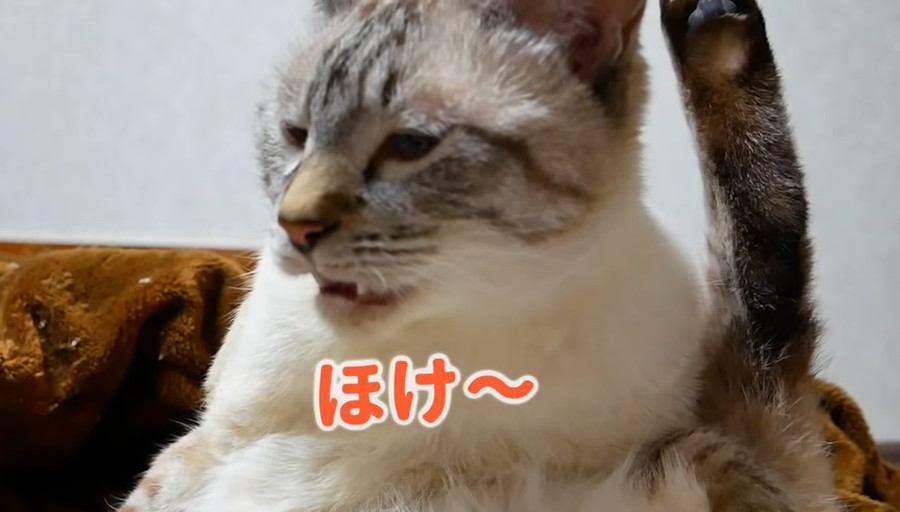 自分の匂いにフレーメン！猫ちゃんの表情に注目