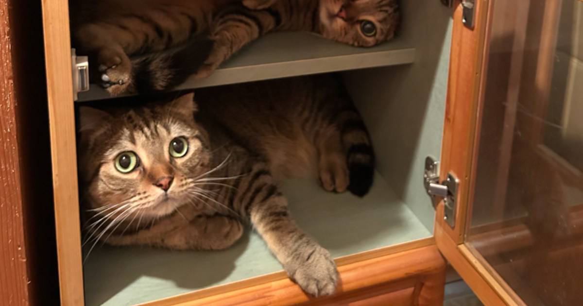 友人からもらった収納棚→何入れるか迷っていたら…猫4匹の『可愛すぎる光景』が239万表示「デザイニャーズニャンション」「たまらんｗ」