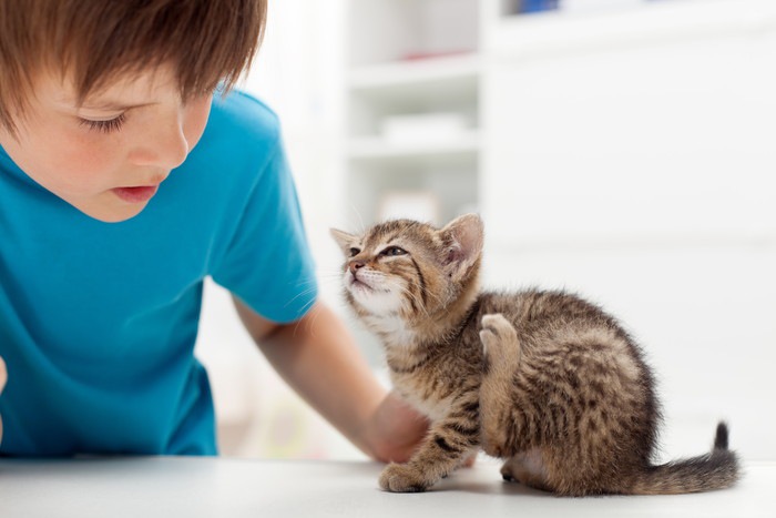 猫の疥癬の症状と治療法や予防法について