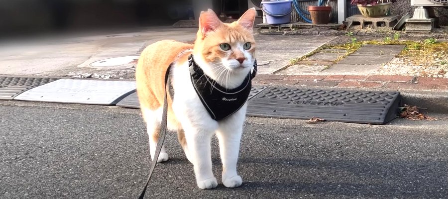 朝活バンザイ！猫ちゃんのとっても早起きな日曜日