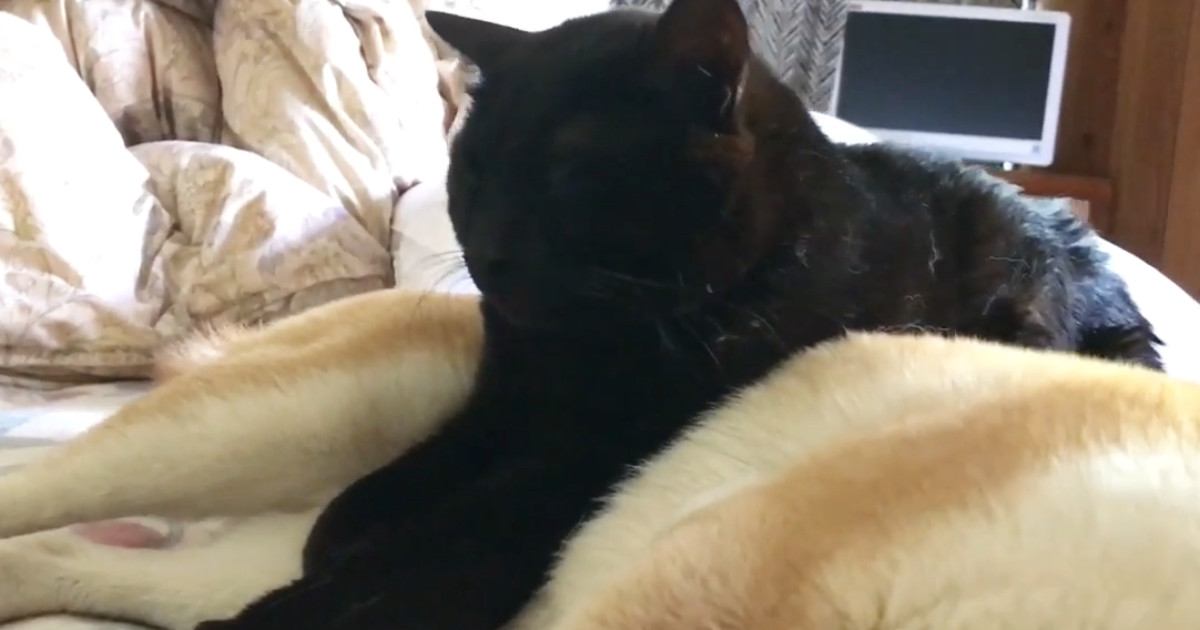 柴犬の上に乗った黒猫→そのまま眠ってしまった結果…あまりにも『微笑ましい光景』が33万再生「やさしいなあ」「めちゃくちゃ癒された」