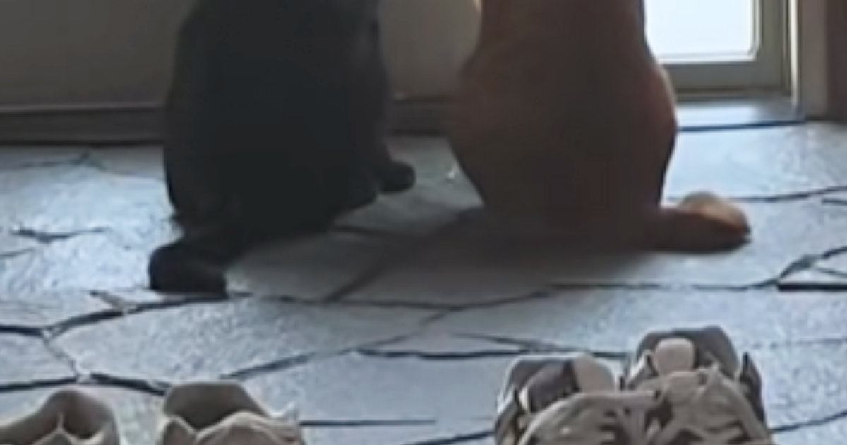 玄関を見ると、2匹の猫が『息子の帰り』を待っていて…キュンとくる『健気な光景』が18万再生「なんて愛おしい」「早く帰りたくなるね」