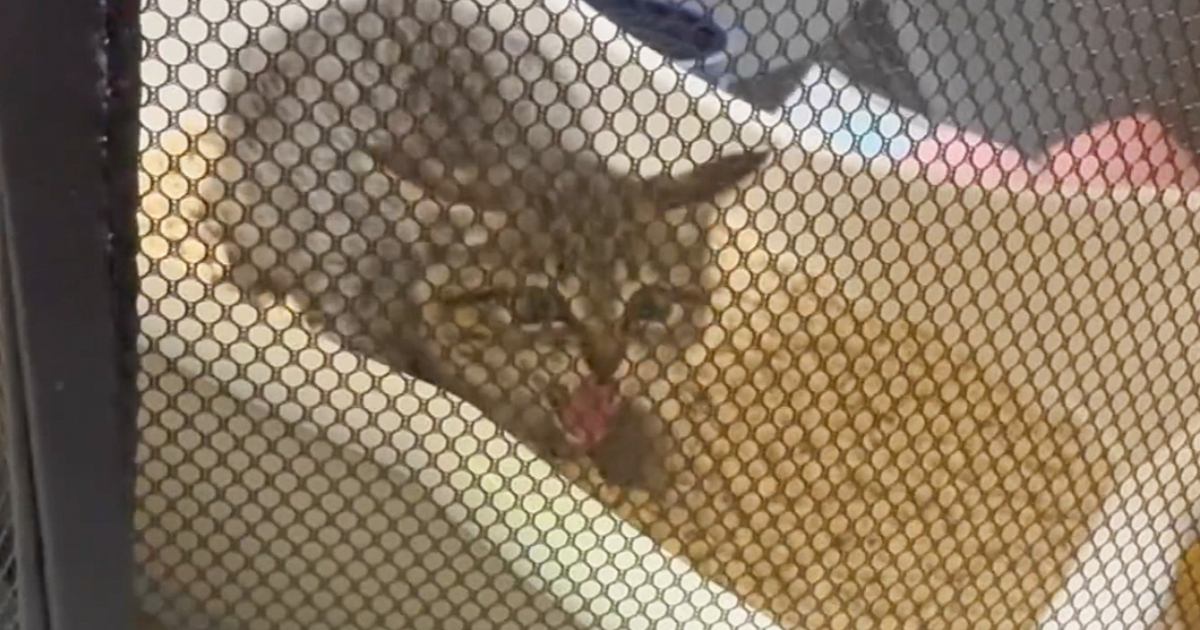 別の子と入れ替わった？…威嚇しまくっていた保護子猫が、1週間後→まさかの光景に「すごいビフォーアフター」「あまりにも可愛いｗ」と1万いいね