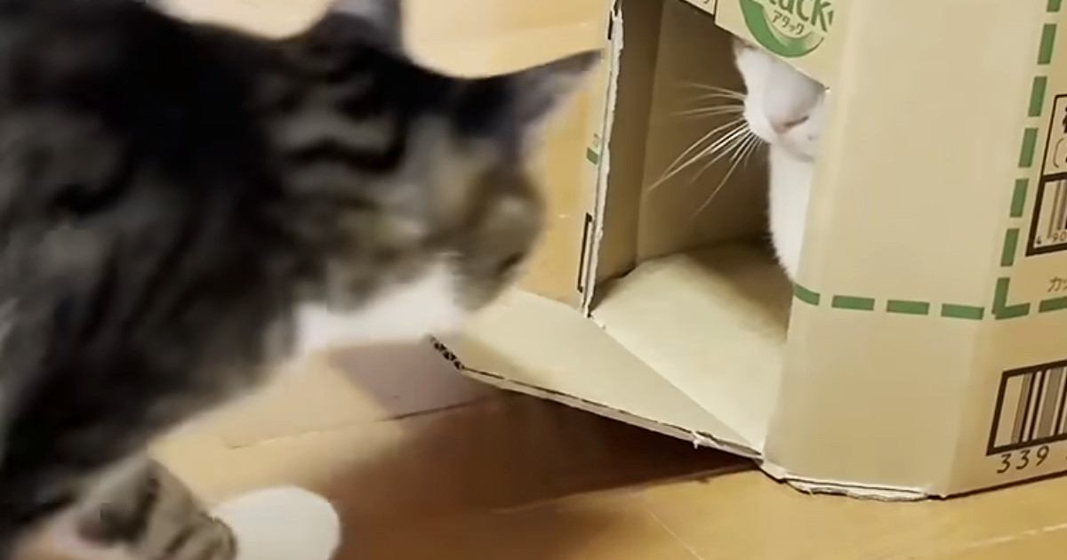 段ボール箱の中に入った猫→他の猫たちも集まってきて…可愛すぎる光景に「大人気で笑ったｗ」「吸い込まれていくｗ」と笑顔になる人が続出