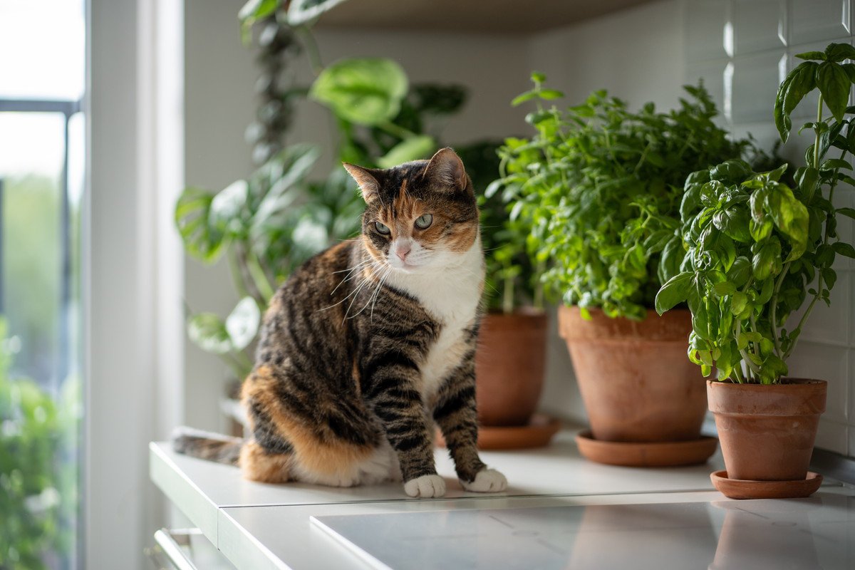 猫の命を脅かす『危険なハーブ』3つ　香りだけでも危ない？飼い主が注意すべきこと