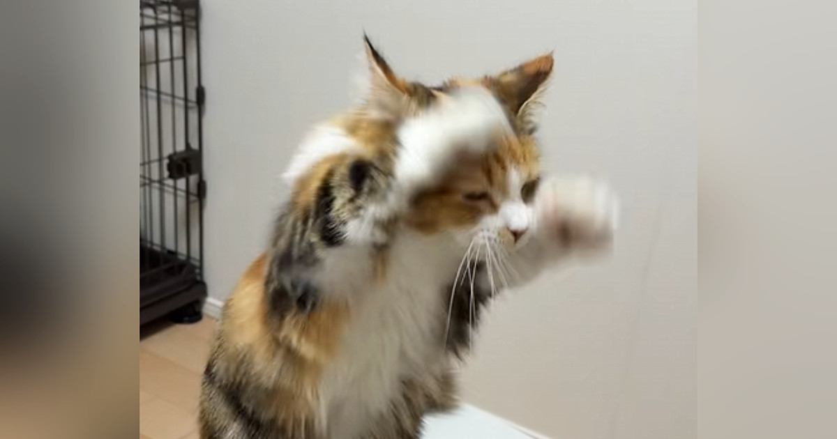 立ち上がった猫ちゃん→前足をあげると…かわいすぎる『仕草』が23万再生「いいことありそう」「めっちゃ癒される」とSNSで反響