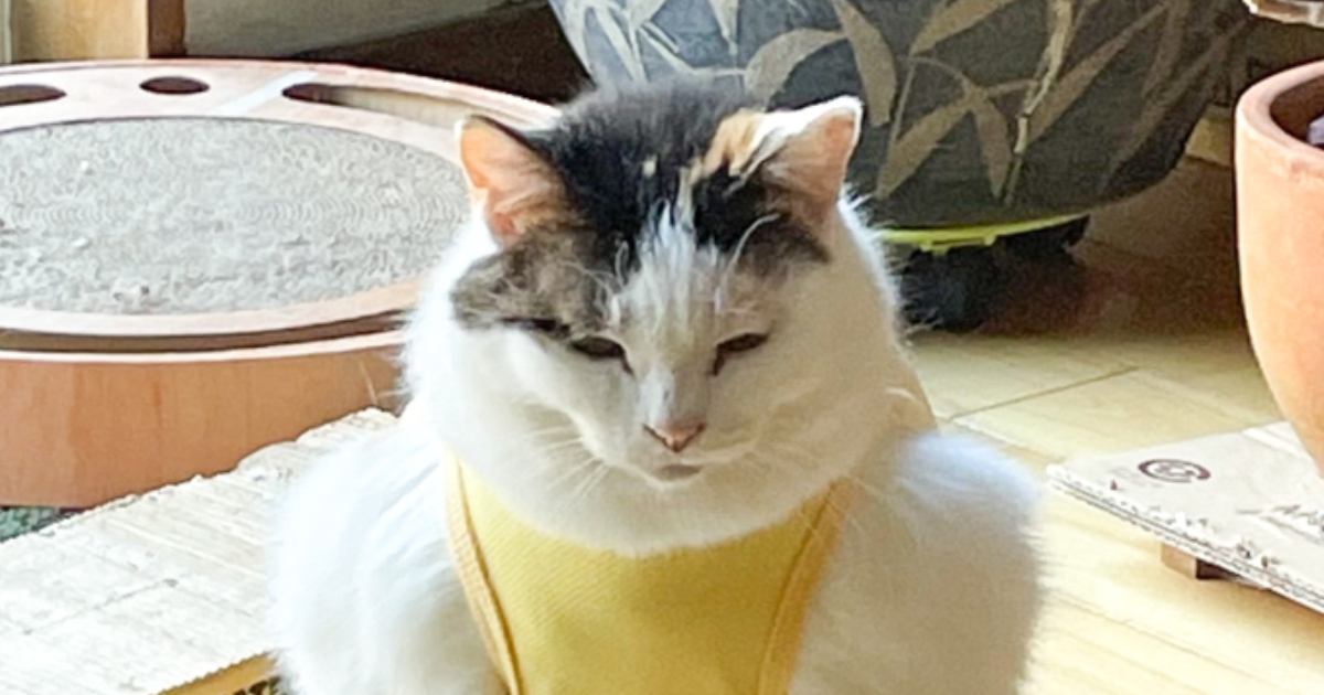 猫に服を着せたら……飼い主さんがツボってしまった『予想外すぎるシルエット』に14万いいね「笑いすぎて涙が出た」「勝てる気がしないｗ」