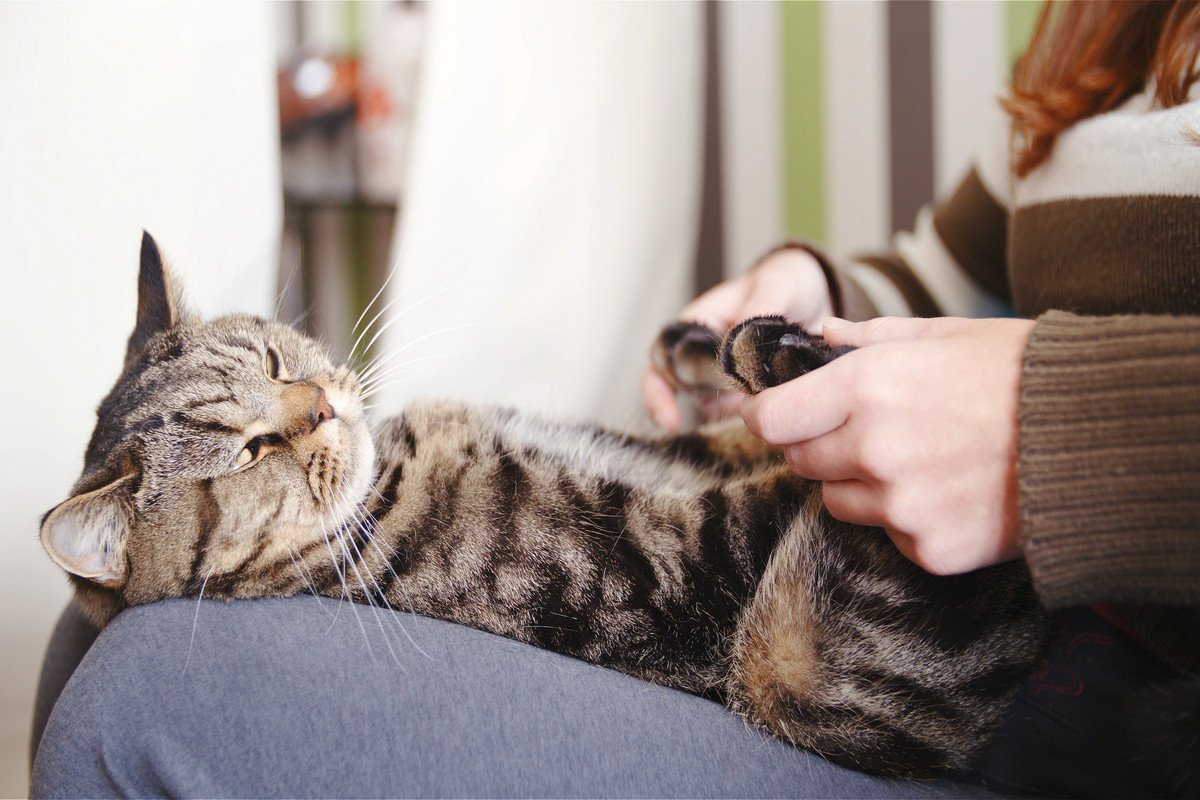 猫とのスキンシップに取り入れたい『ツボマッサージ』の方法4選　効能や心地よくさせるコツも