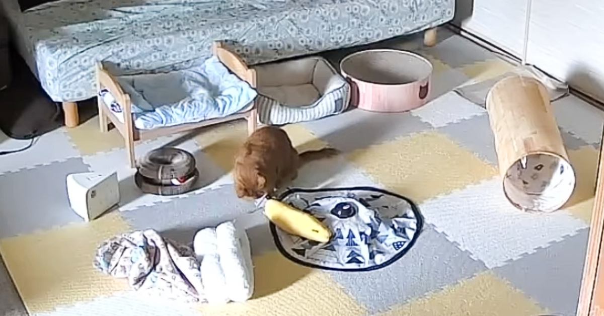 お留守番中の猫の様子を見てみたら→『電池が切れたおもちゃ』の前で…なんとも切ない瞬間に「うるっときた」「愛おしさ増し増し」の声