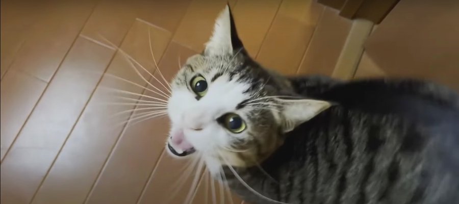 『にゃ〜にゃ〜』が止まらない甘え上手な猫ちゃん♡