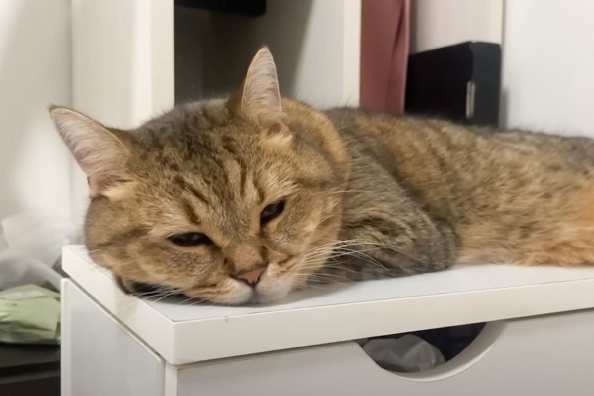 猫がいるところからプープーと音→近づいてみたら…衝撃の『鼻息』に吹き出す人が続出「電車で見たらダメだったｗ」「想像以上に楽器ｗ」
