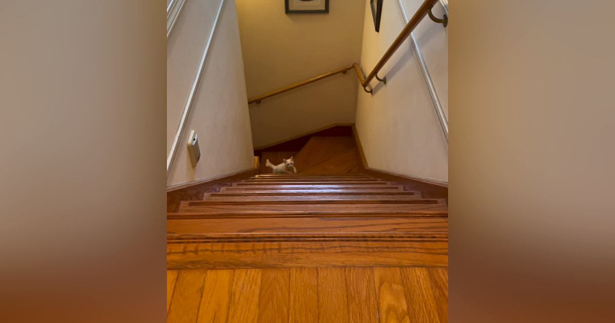 階段の上から『おいで』と子猫を呼んでみると…飼い主さんを見つけた瞬間の『尊すぎる行動』に「可愛いったらありゃしないｗ」「喜んでるｗ」の声