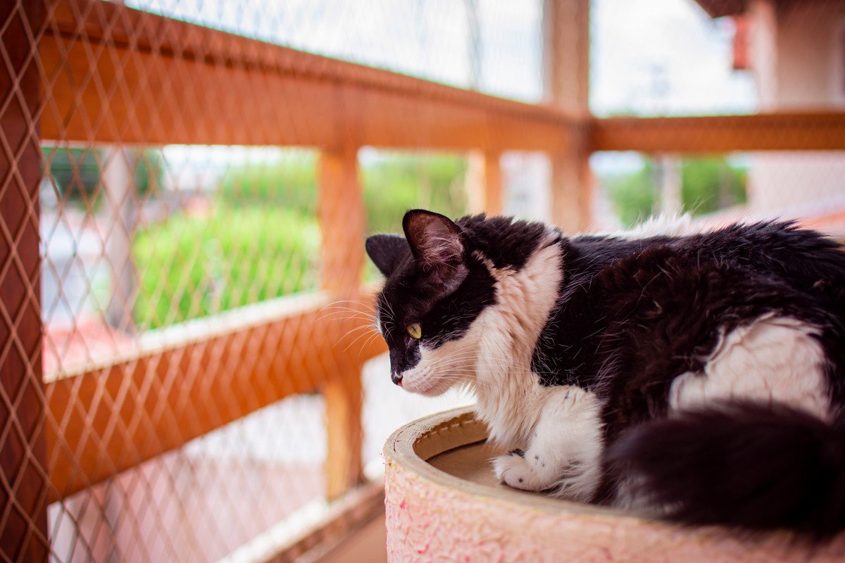 「行方不明の愛猫がテレビに！」迷子の猫、安楽死の危機を回避し無事飼い主のもと　英国