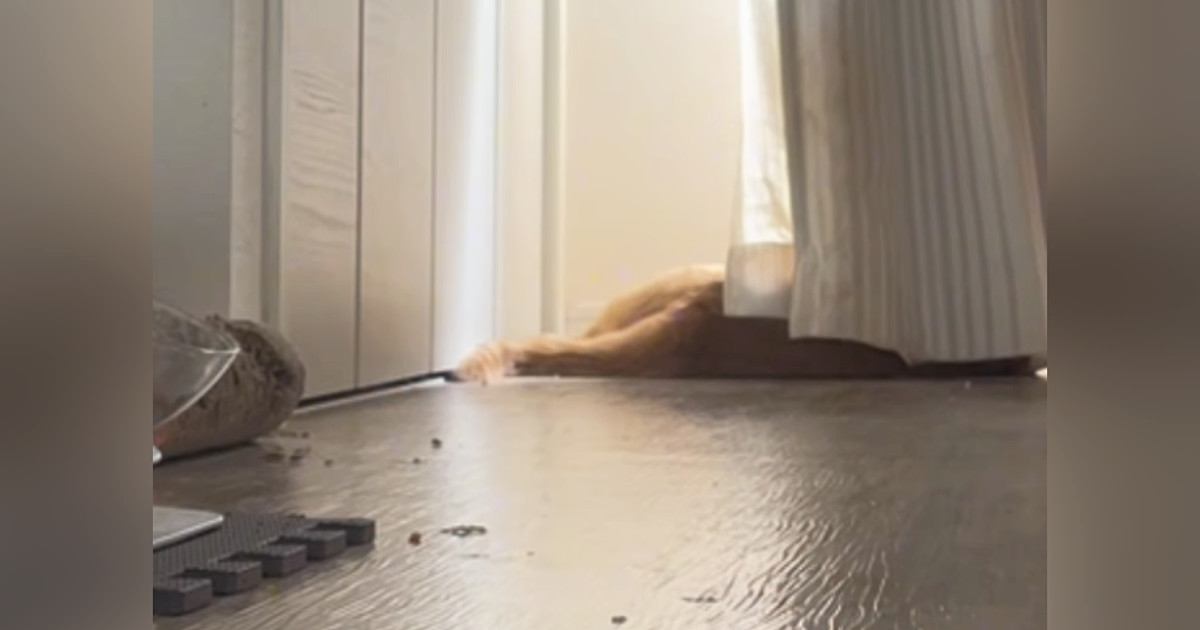 日向ぼっこ中の猫→いつもより早く『飼い主が帰ってきた』結果…気付いた瞬間の反応が可愛すぎると話題「愛おしい」「表情豊かだよね」