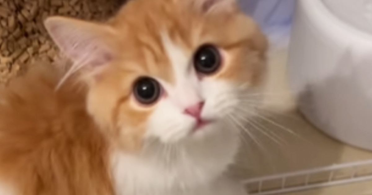 猫にごはんをあげようと近づいたら…とんでもなくかわいい『おねだり』に悶絶！56万再生の反響「天使っていたんだ」「たまらんすぎる」