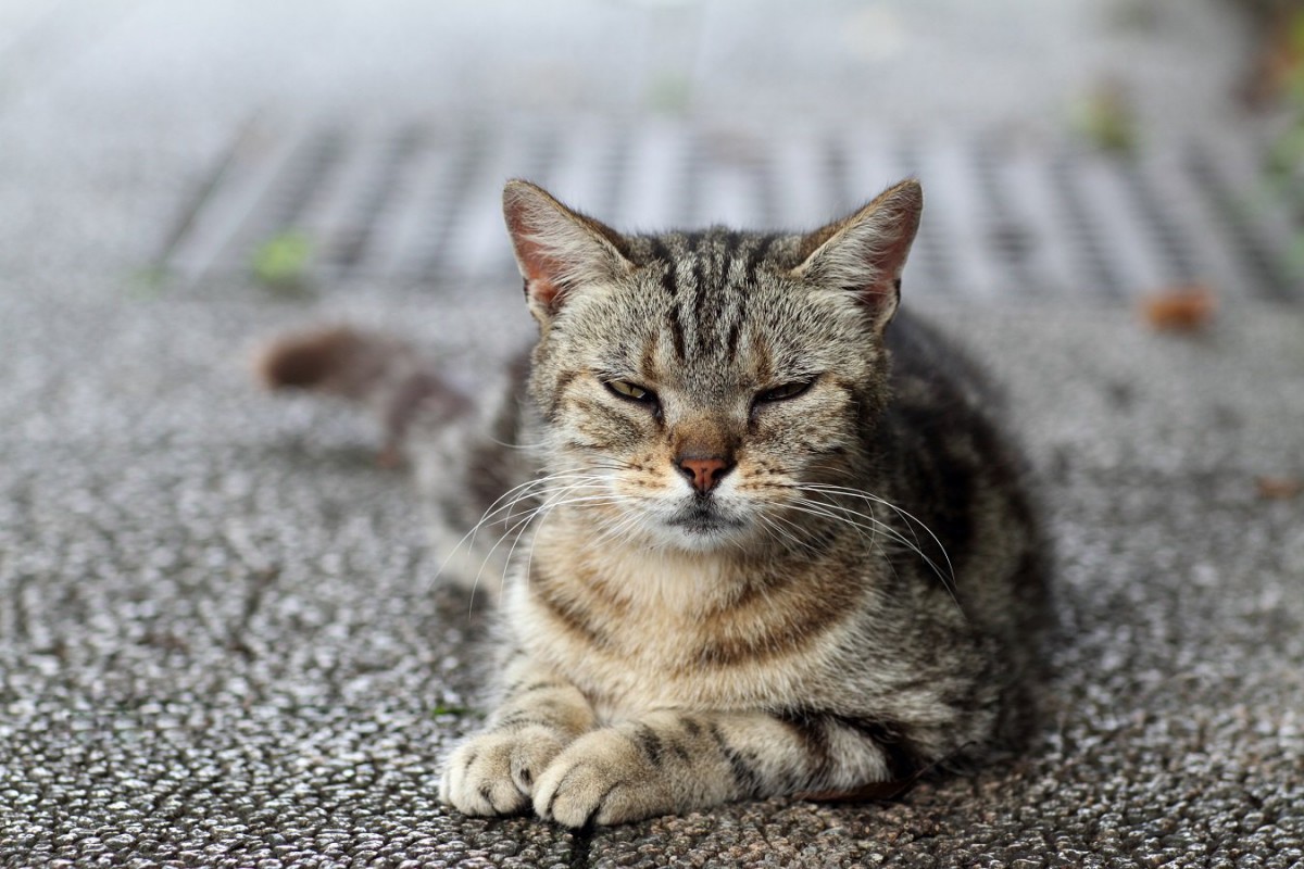 猫が不満を隠している時の態度５つ