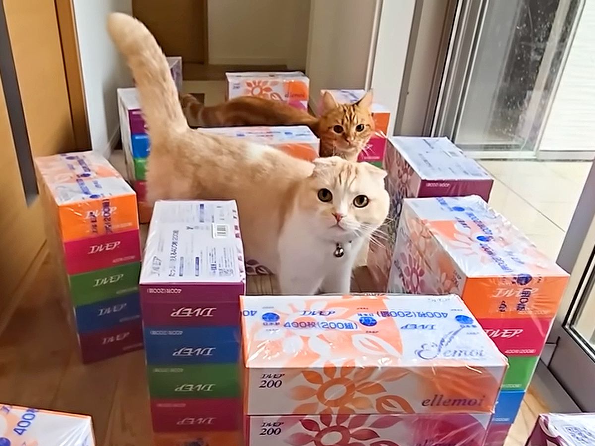 ティッシュの箱で廊下に『迷路』を作った結果→猫と犬が見せた『100点満点のリアクション』が話題「声出して笑った」「助けに行くの優しい」