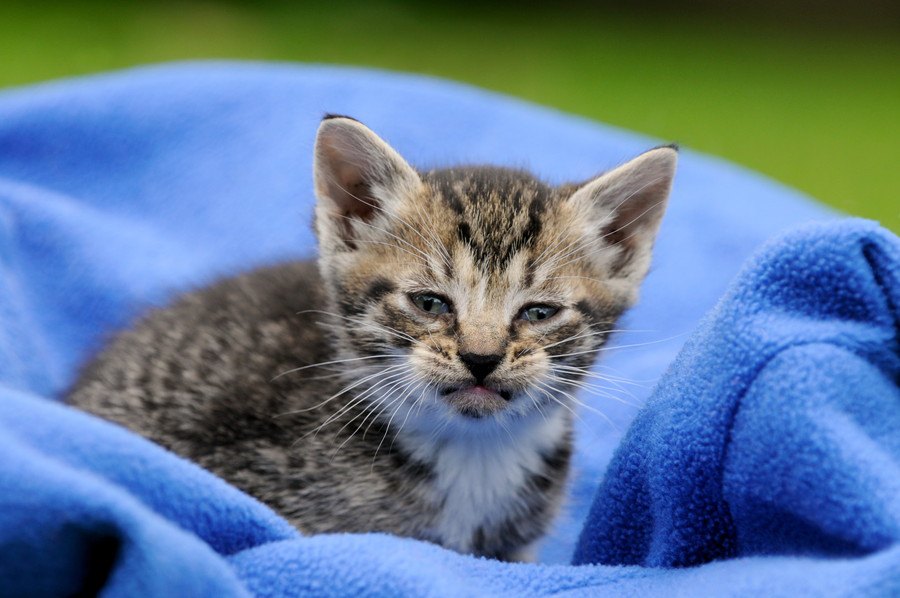 猫にとっては迷惑な『８つの飼い方』