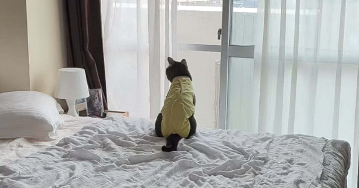 窓の外を眺めていた猫→遊びに誘うときの声のトーンで呼んでみると…『可愛すぎる反応』に「幸せな気持ちになった」「スイッチが入るんだねｗ」