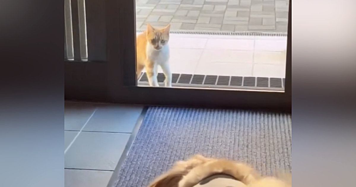 玄関の外で虫を食べていた『ひとりぼっちの痩せた野良猫』→出会いから"約１年"が経過すると…幸せあふれる『現在の様子』に涙