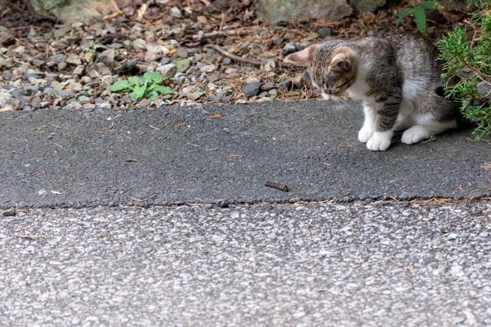 猫が食べてしまうと『危険すぎる虫』5選　起こりうる健康トラブルも解説