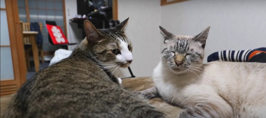 ベッドの上でわちゃわちゃ！作業中の飼い主さんたちを見守る猫さん♡