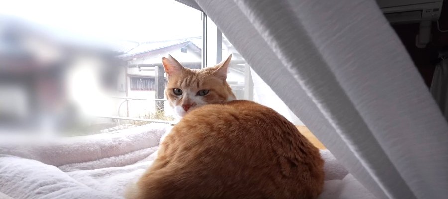 ママとお姉ちゃんがお出かけ！お留守番を任された猫ちゃんの様子とは？