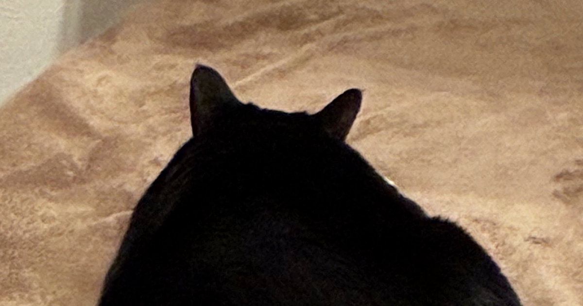 のんびりとくつろいでいた猫→背後から『名前を呼んでみる』と…予想外すぎる"かわいい反応"に１万いいね「今気分じゃないんだニャ」「愛おしい」