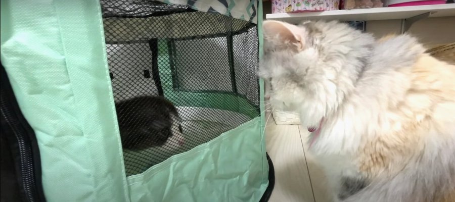 はじめまして！にゃんずと新入り子猫ちゃんのドキドキ初対面…♡