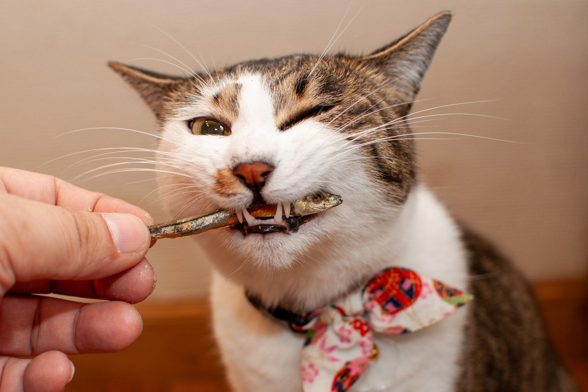 猫が大喜びする『大好物な食べ物』TOP4　好んで食べる理由から与え方のコツまで