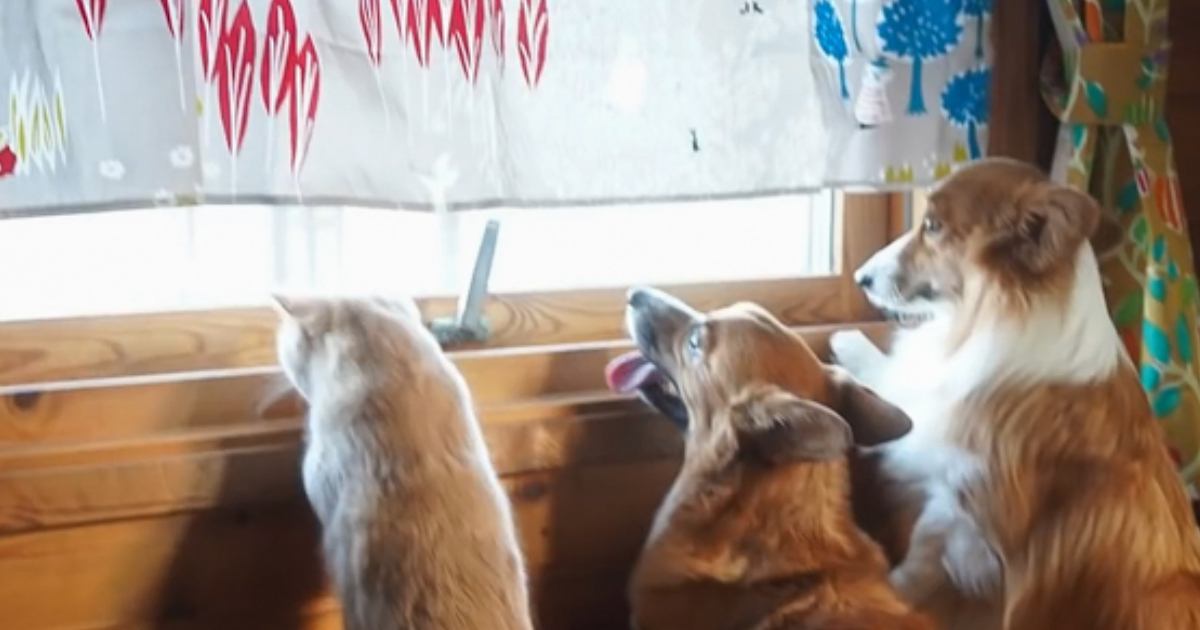 配達の車がやって来ると、犬と猫が窓辺に集まって…「癒されまくった」「配達員さんも嬉しいでしょうね」思わず笑みがこぼれる『尊い光景』に反響