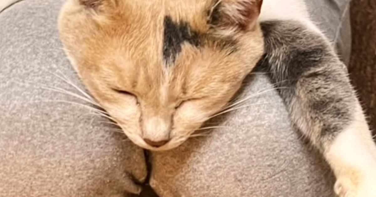 飼い主さんの膝の上で『くつろぎすぎたネコ』…まさかの体勢がすごすぎると２万いいね「20年近く暮らしてるけどされたことないｗ」「ぱぁー」