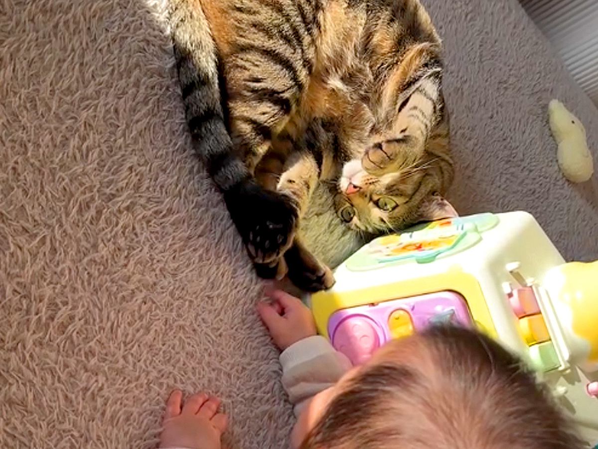 ネコの『肉球』が気になる様子の赤ちゃん→夢中で触っていると…予想外な『100点満点の対応』に「お姉ちゃん優しいね」「仲良しさん」と反響