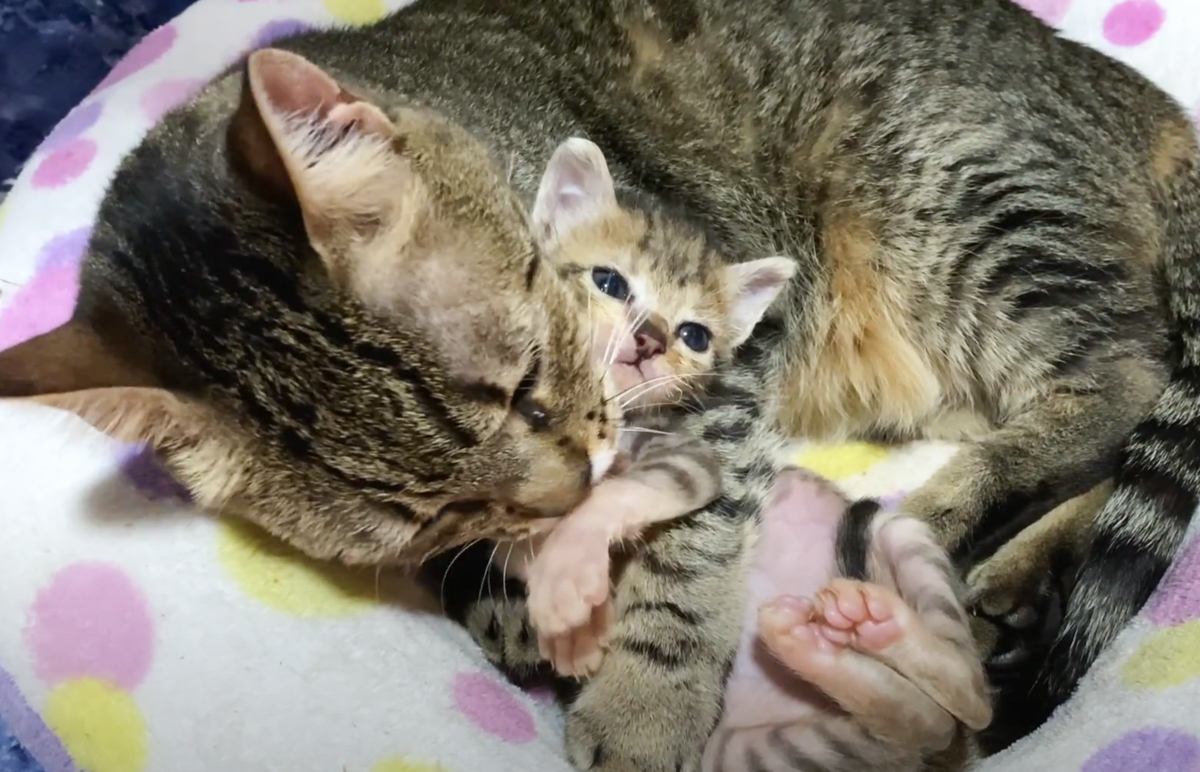 新入り赤ちゃん猫に『先住猫の母性が大爆発』した結果…まさかの光景が127万再生「愛をありがとう」「自分の子ではないのに凄い」