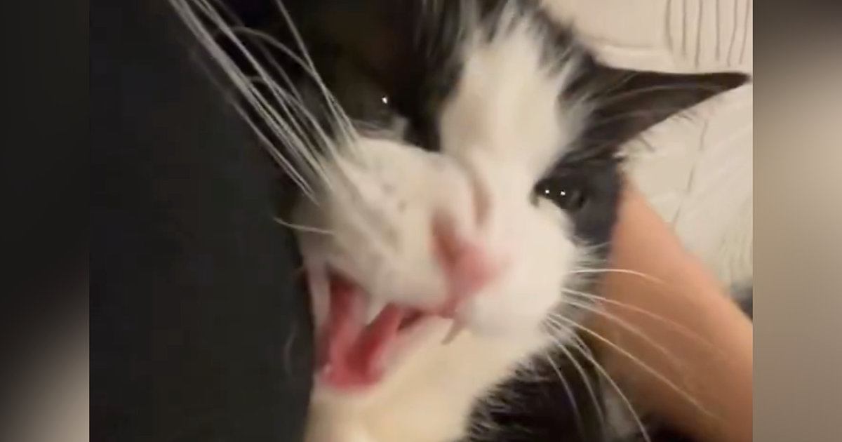 飼い主にぴったりとくっつくハチワレ猫→少しキレ気味になるも……微笑ましい光景に２万いいねの反響「鼻にシワ寄せちゃって可愛いｗ」