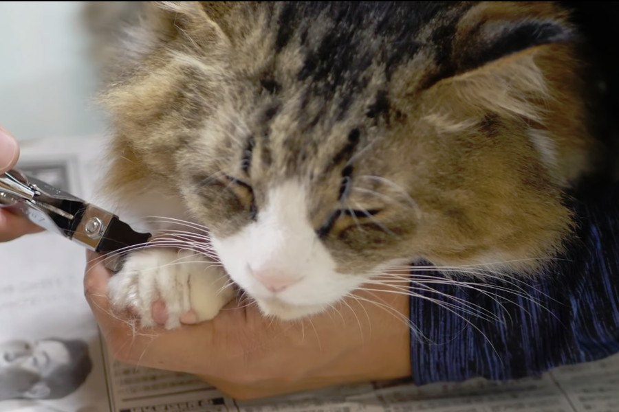 大人し過ぎる猫さん！爪切り中もウトウト