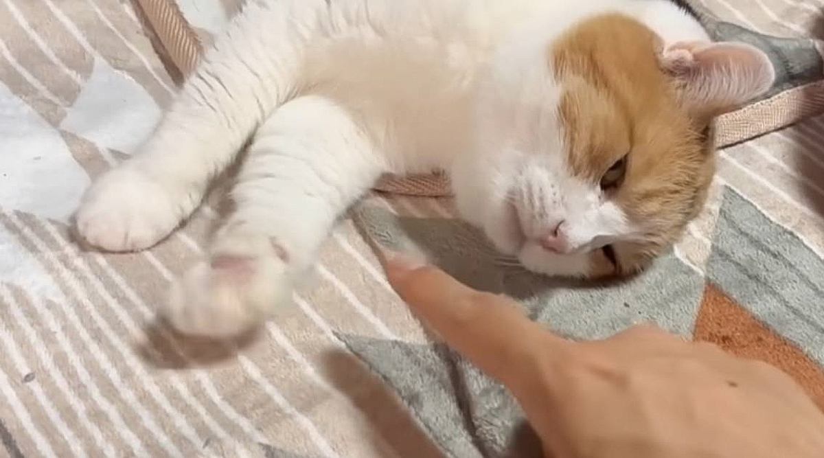 くつろいでいた猫の前に指を出してみたら…まさかの『可愛すぎる瞬間』が17万再生「キョエエエエエ」「赤ちゃんみたい」と悶絶する人が続出