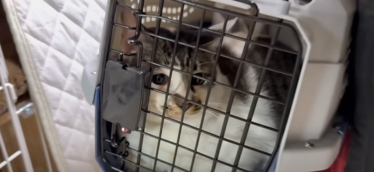 『引っかかれて、もう飼えない』と里親から連絡→猫を迎えに行った結果…思わぬ姿に涙が止まらないと65万再生「帰ってこれて良かった」