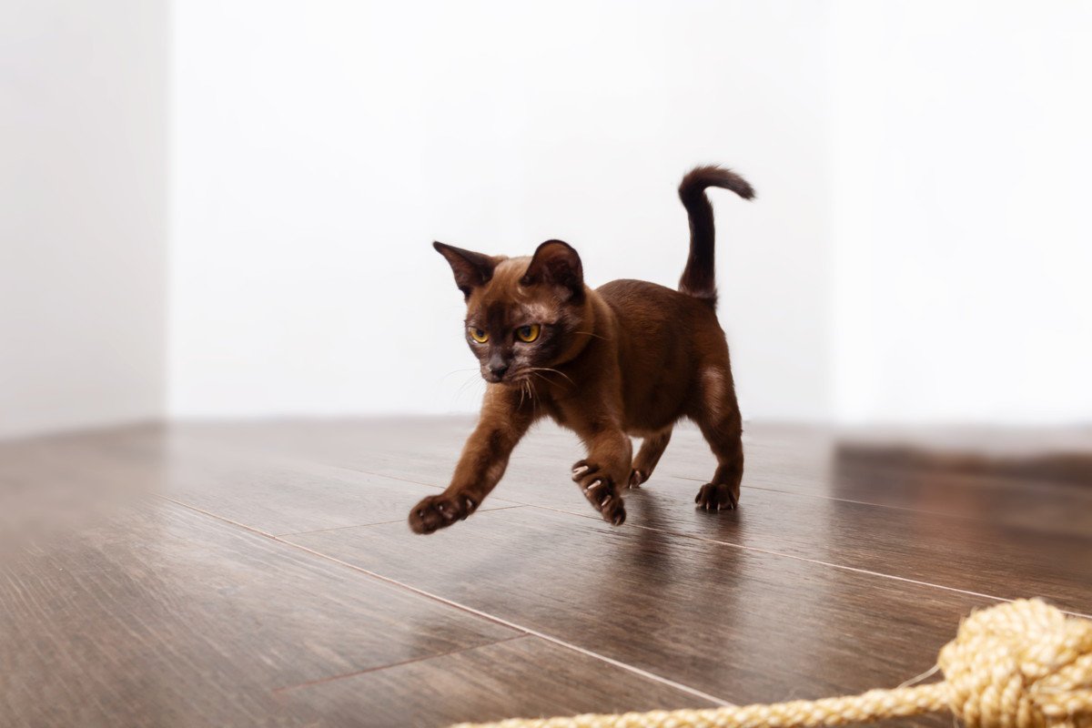 愛猫が『突然暴れ始めた』ときに考えられる4つの原因　飼い主として取るべき対応は？
