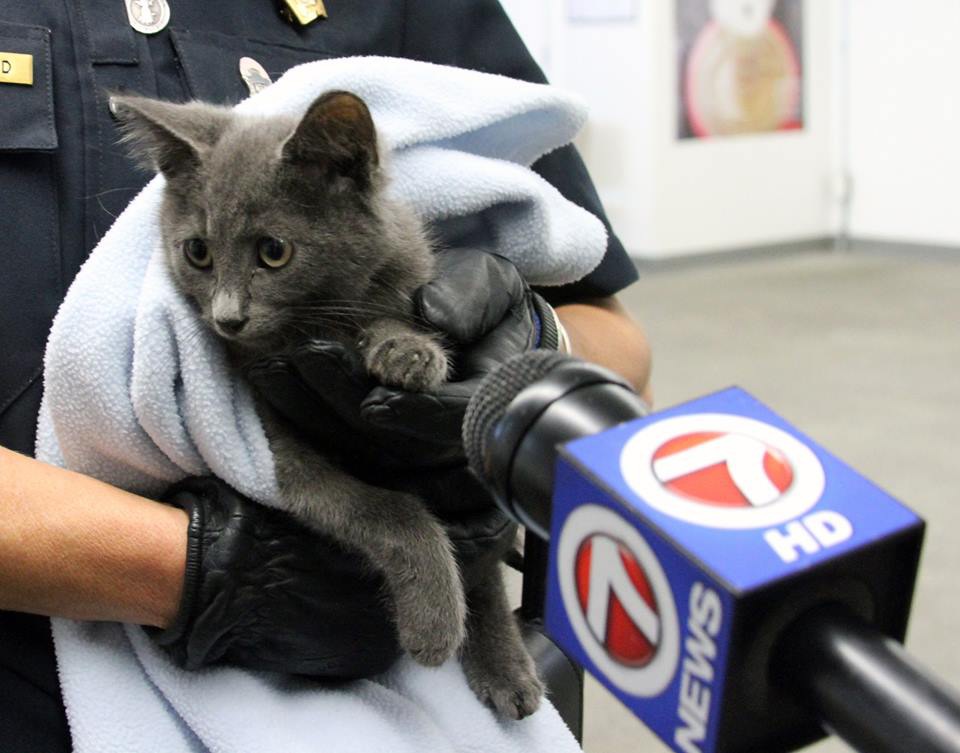 「トンネル内に子猫がいる‼」複数のドライバー達の通報で救助活動が開始