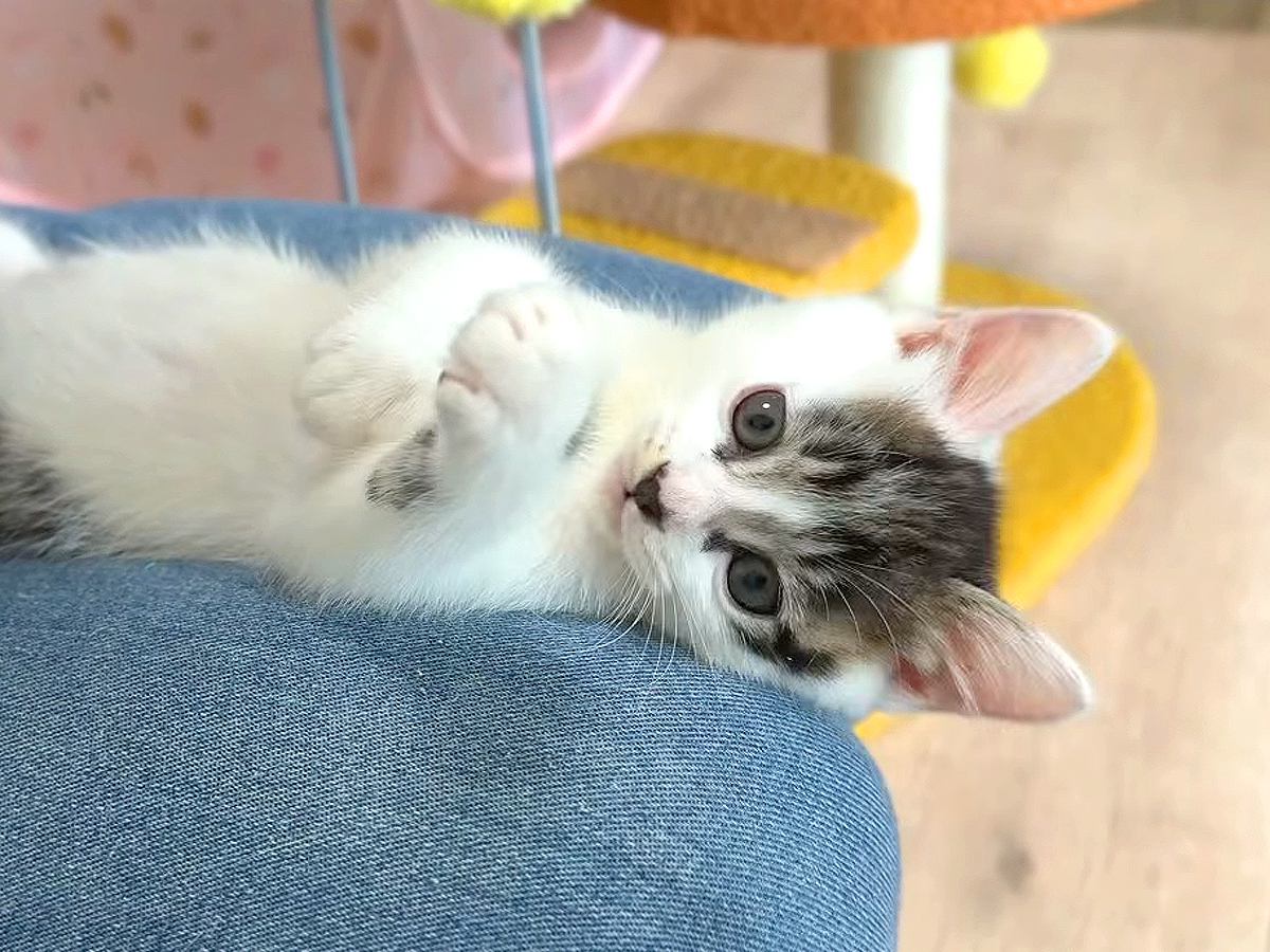元気いっぱい遊ぶ保護子猫→お膝の上で仰向けになると…『可愛すぎる瞬間』に癒される人続出「ほっこりした」「電池切れで笑った」