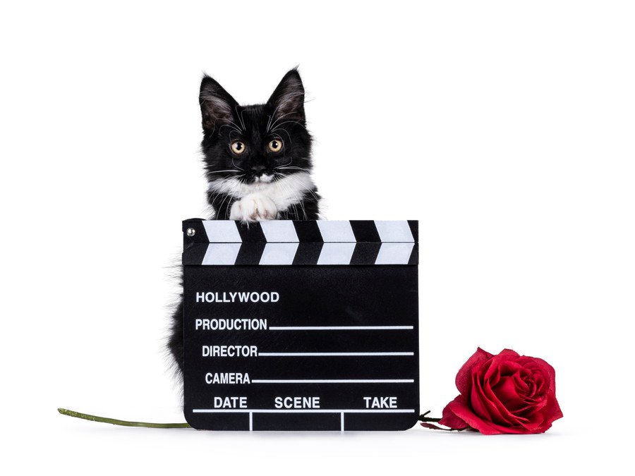 名優と「ハプニング共演」した野良猫…50年以上たった今でも印象的な名場面に