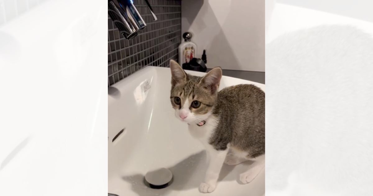 『水道の前にやって来た子猫』が、次の瞬間……まさかの行動に驚きが隠せないと711万再生「天才じゃん」「賢い赤ちゃんだねｗ」と大反響
