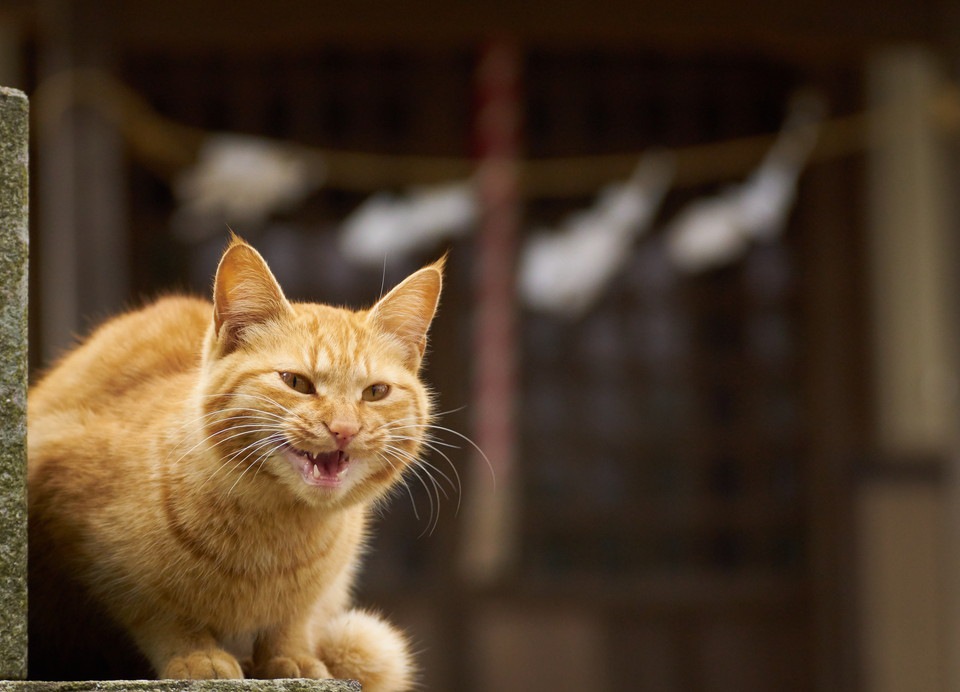 猫が唸る4つの理由とその時の対処法