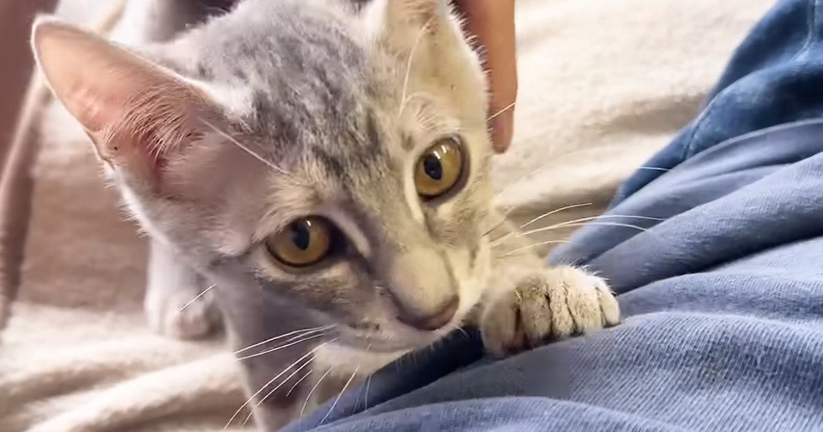 飼い主のことが大好きになった保護子猫…可愛すぎる『ルーティン』に「すっごく癒された」「幸せな気持ちになった」とほっこりする人が続出