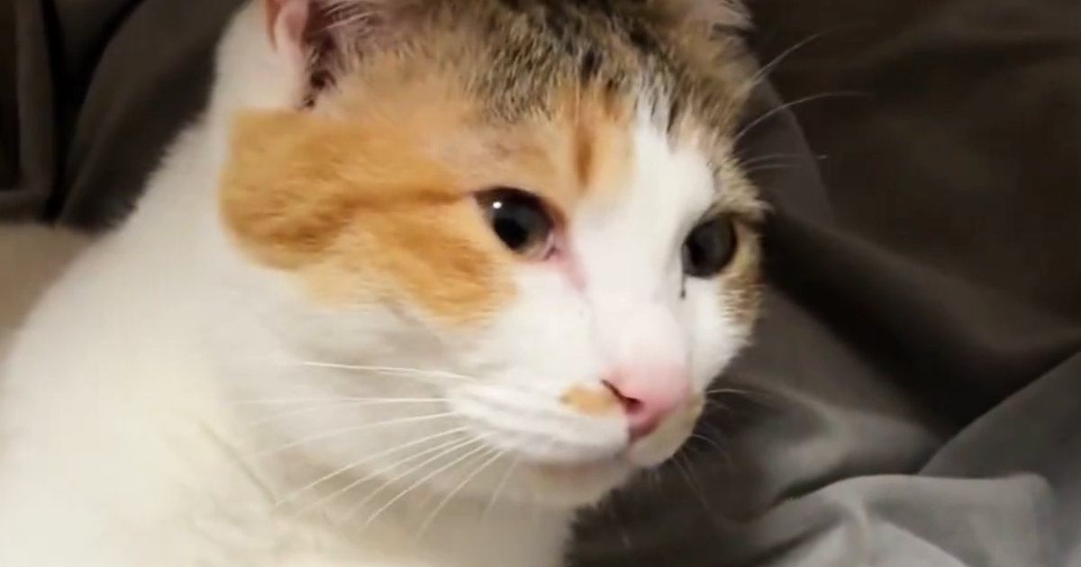 夢中になって毛づくろいしていた猫→途中で『違和感』に気づいて…たまらなく可愛い瞬間に７万いいね「1日の疲れが癒された」「好きすぎるｗ」