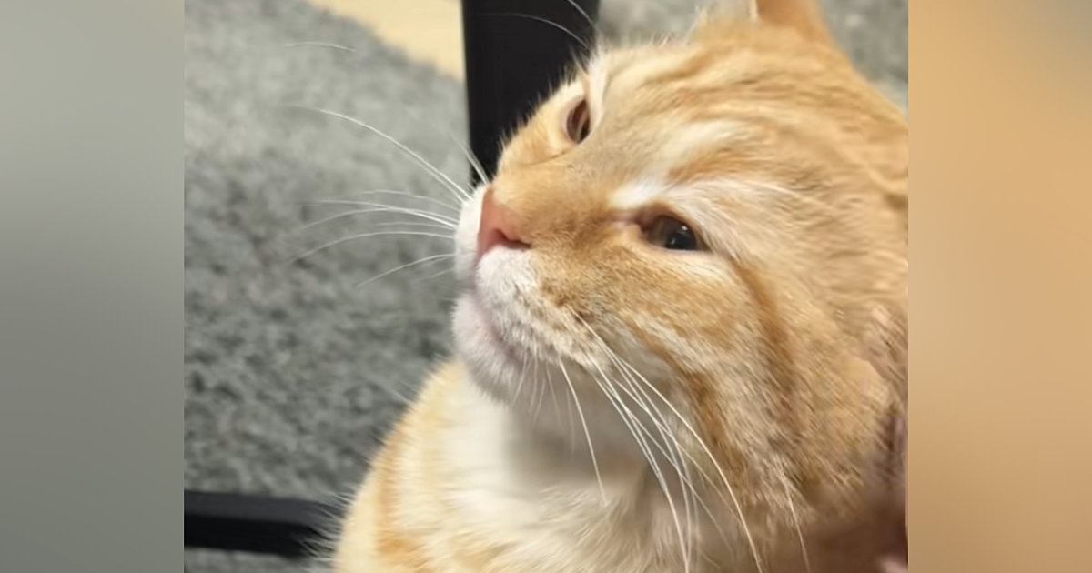 猫が『久しぶりに甘えてきた』と思ったら…『おてての動き』を見ると→尊すぎる光景が94万再生「超絶可愛い」「赤ちゃんの気持ちなのね」