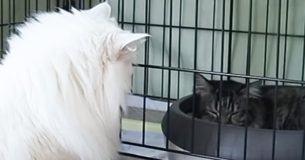 保護猫を新しく迎えたら、家にいた元捨て猫が…まさかの"対応"に涙が止まらないと感動の声続出「胸が熱くなった」「泣けて泣けて…」