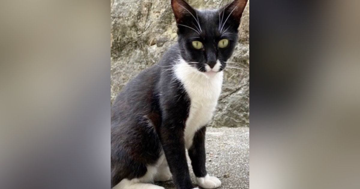 やせ細り、鋭い目つきだった野良猫→家猫になった『現在』…劇的なビフォーアフターに6万いいね「健康的になったね」「感動で涙が出る」